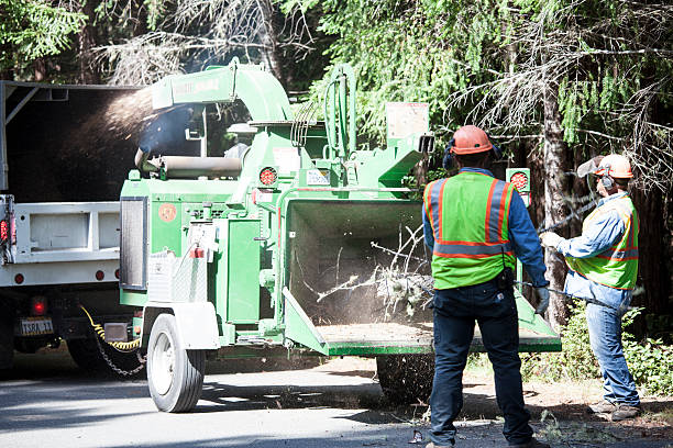 How Our Tree Care Process Works  in  Oakwood, IL